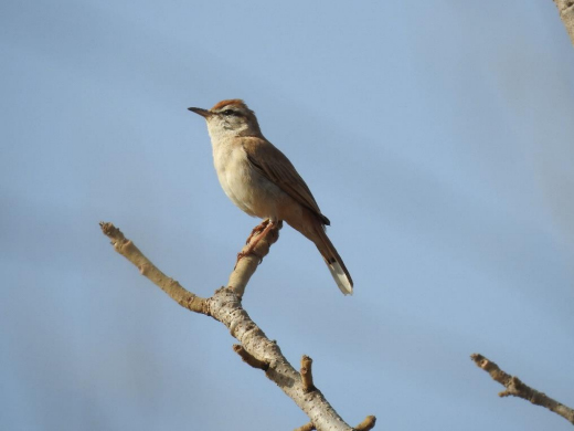 Rufous-tailed scrub robin